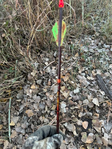 Customer photo review of Beast Titanium-Steel Hybrid Broadheads