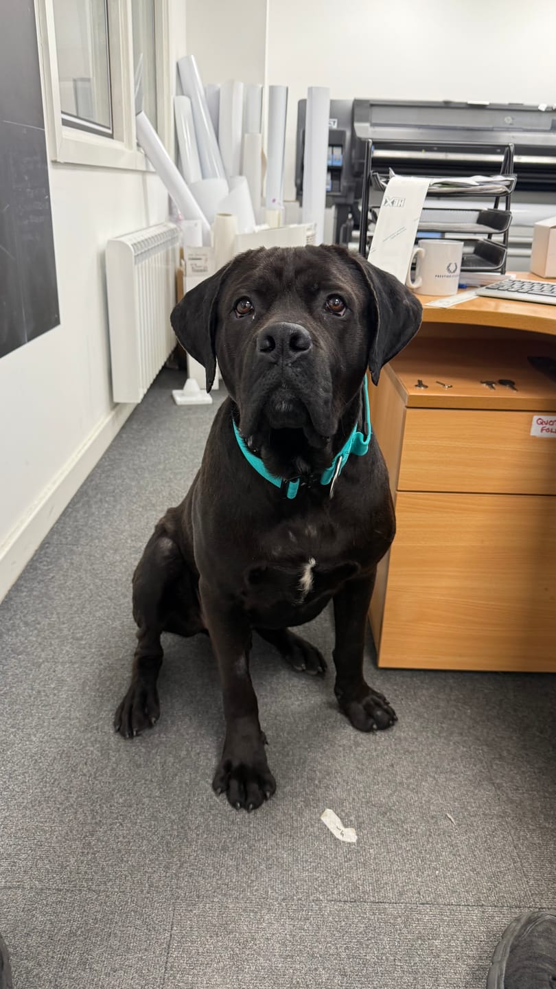 Customer photo review of 5cm Combat® Collar | With Handle & Secure Clip - Turquoise