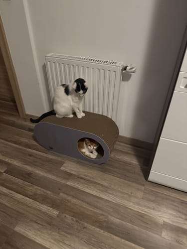 Customer photo review of Kratzmöbel Cozy Cave