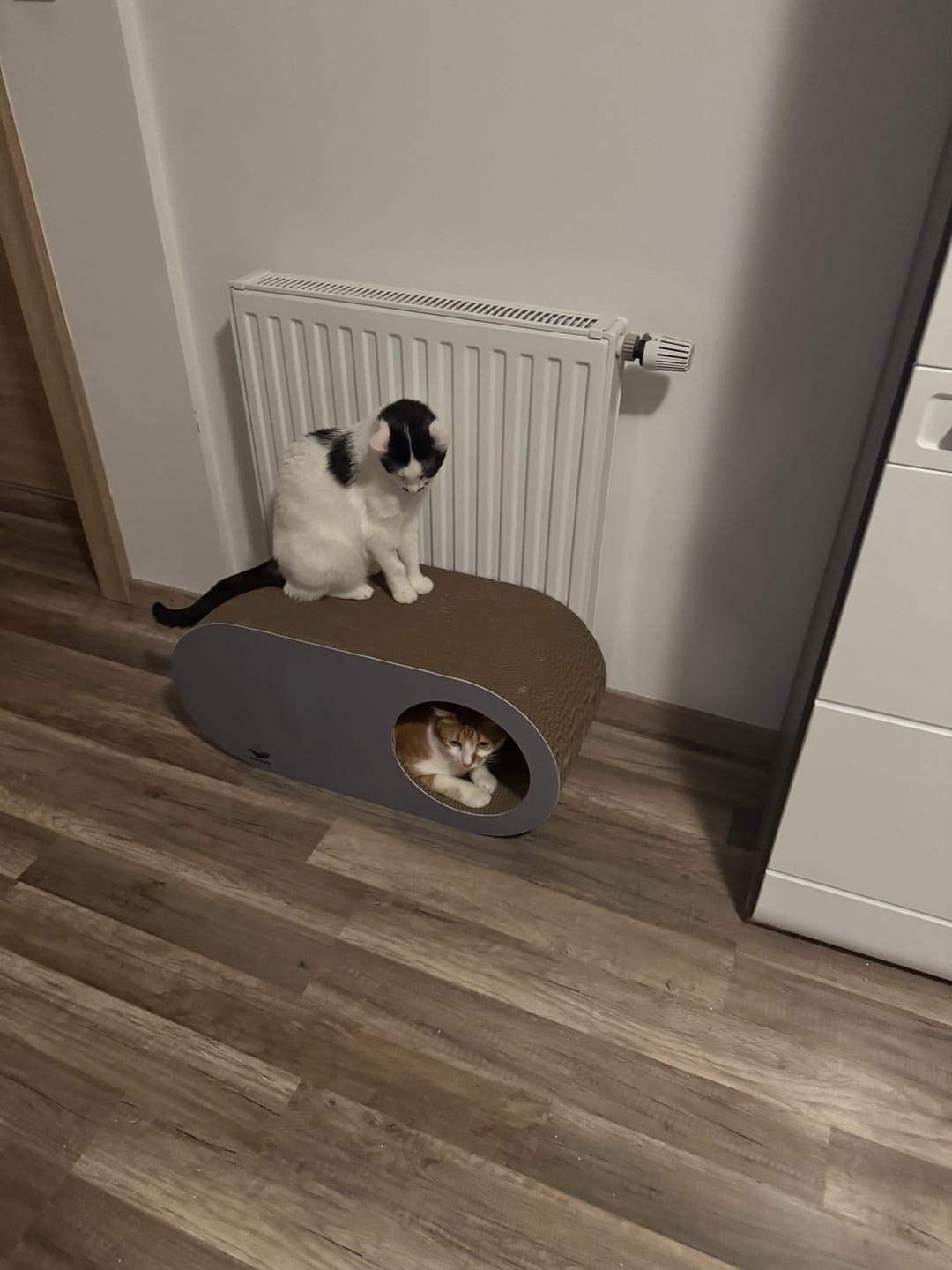 Customer photo review of Kratzmöbel Cozy Cave