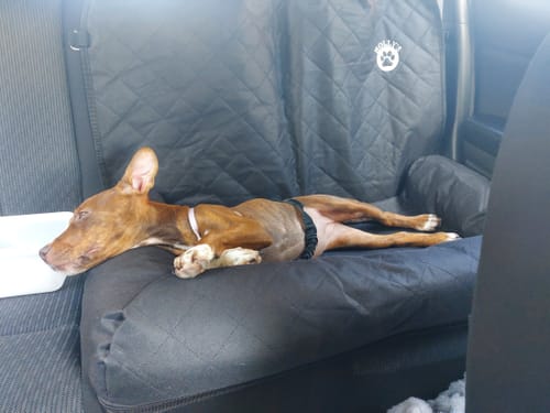 Customer photo review of Car Seat Cover