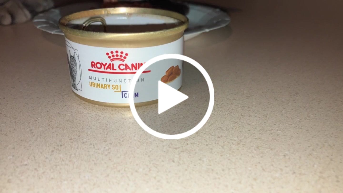 Customer video review of Royal Canin Veterinary Diet - Feline Urinary SO + Calm Canned Cat Food 3 oz.