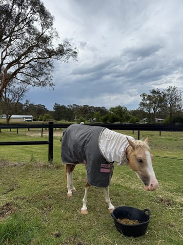 Customer photo review of Amigo Hero Ripstop Pony Lite