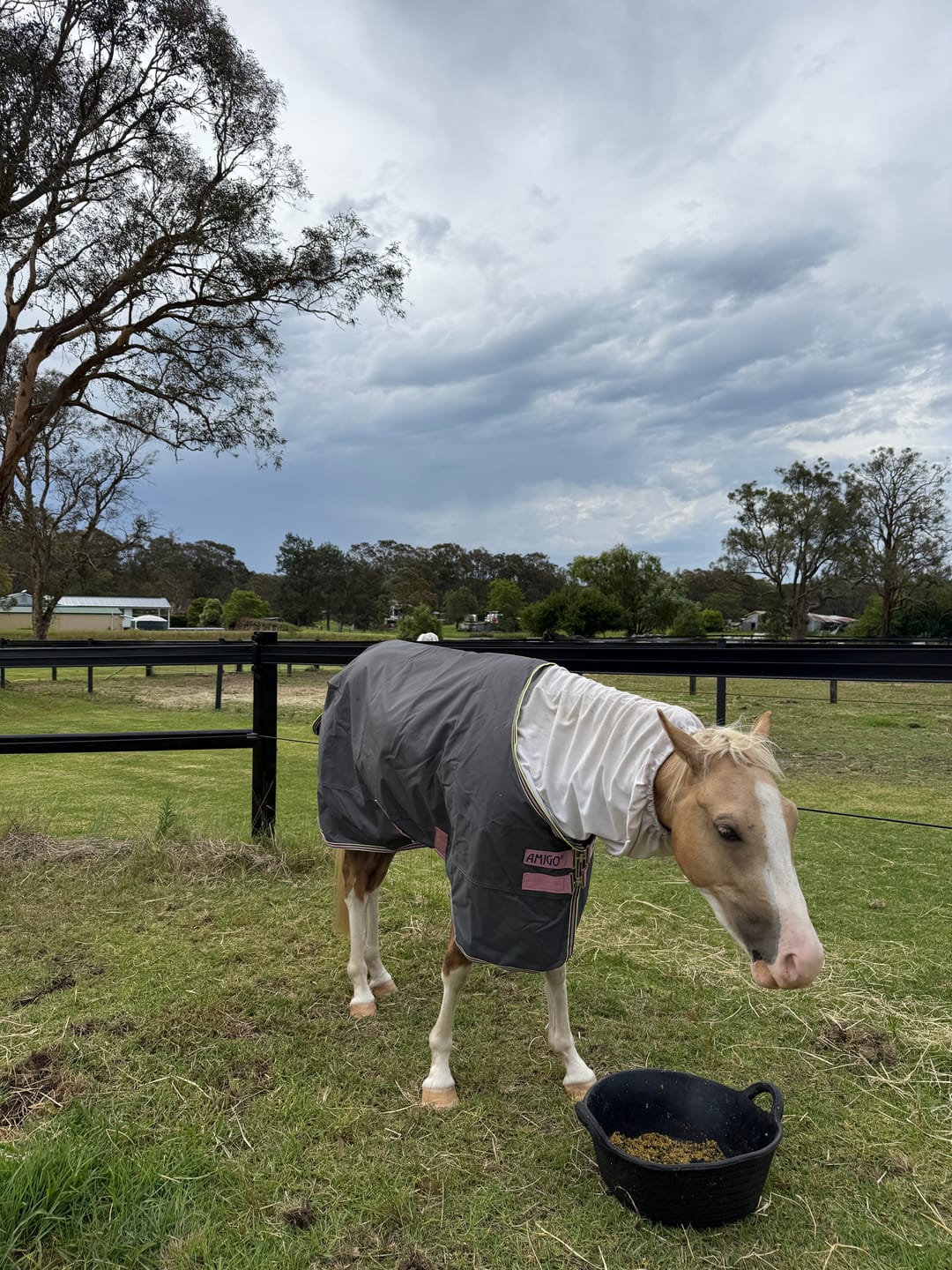 Customer photo review of Amigo Hero Ripstop Pony Lite