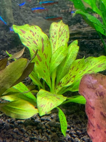 Customer photo review of Echinodorus Ozelot Green