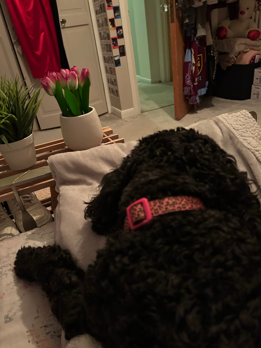 Customer photo review of Pink Leopard Print Dog Collar