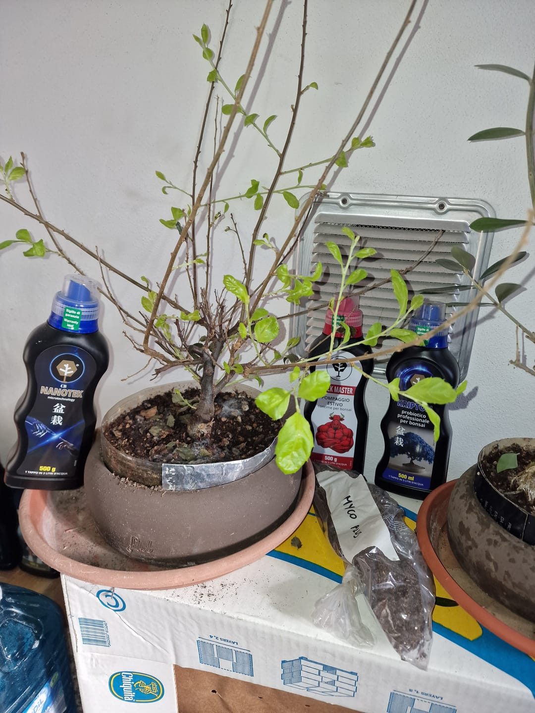 Customer photo review of NANOTEK CB® (DNA BONSAI 2.0)