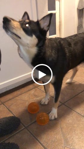 Customer video review of Dog Comets - Treat Locker, Orange