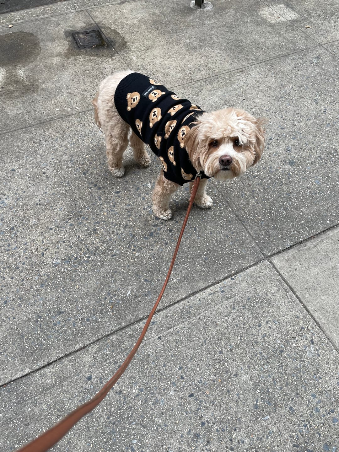 Customer photo review of Broken Teddy Bear Knit Dog Sweater - Black