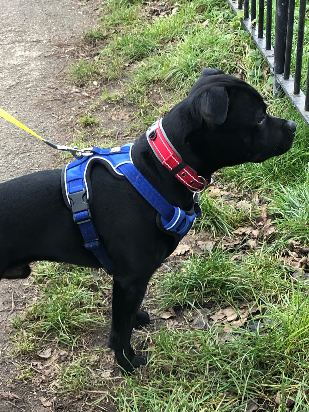 Customer photo review of Comfort Premium Harness | Non Restrictive - Blue