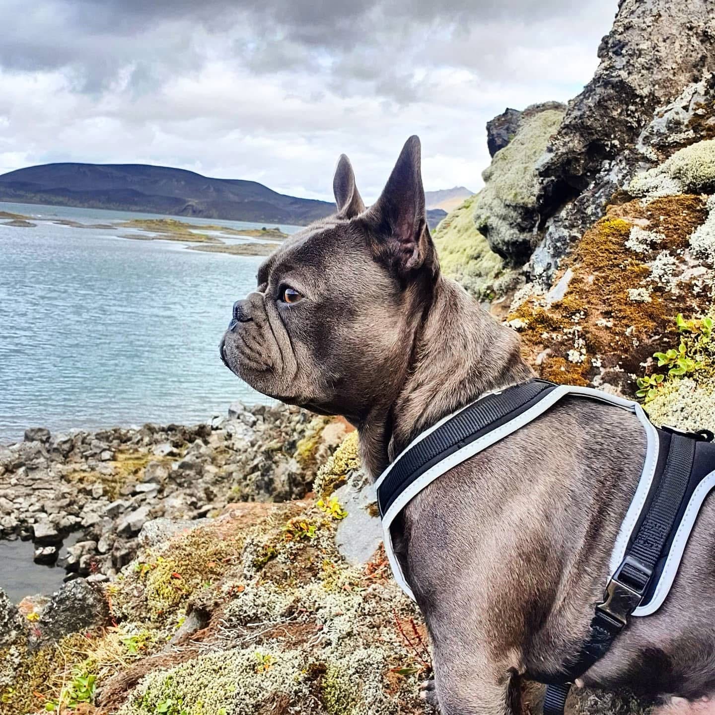 Customer photo review of Ethos Wetlands Hundafóður Free Range Duck