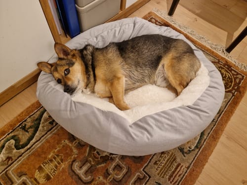 Customer photo review of Emmalove - Wasserdichte Hundeweste