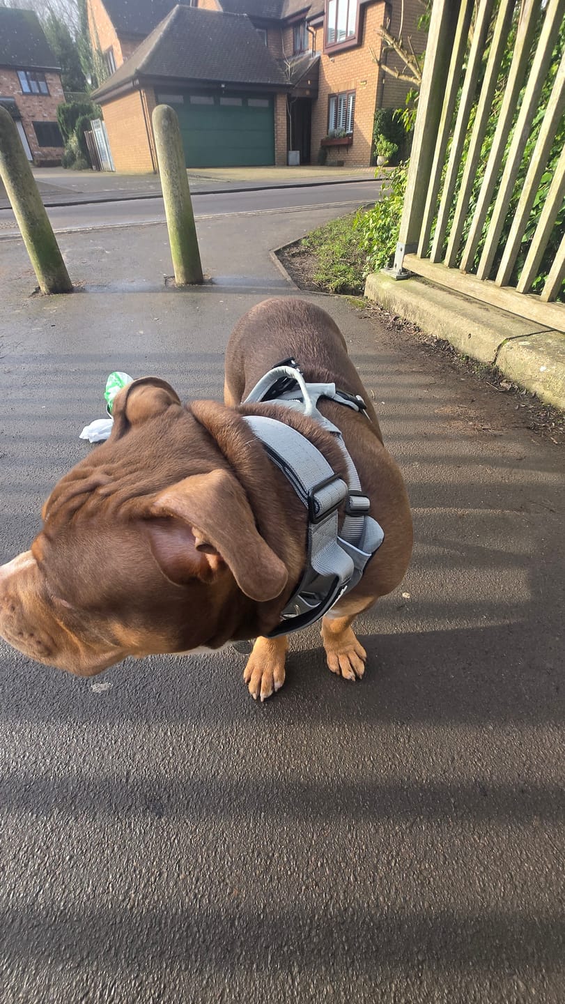 Customer photo review of 5cm Combat® Collar | With Handle & Secure Clip - Metal Grey