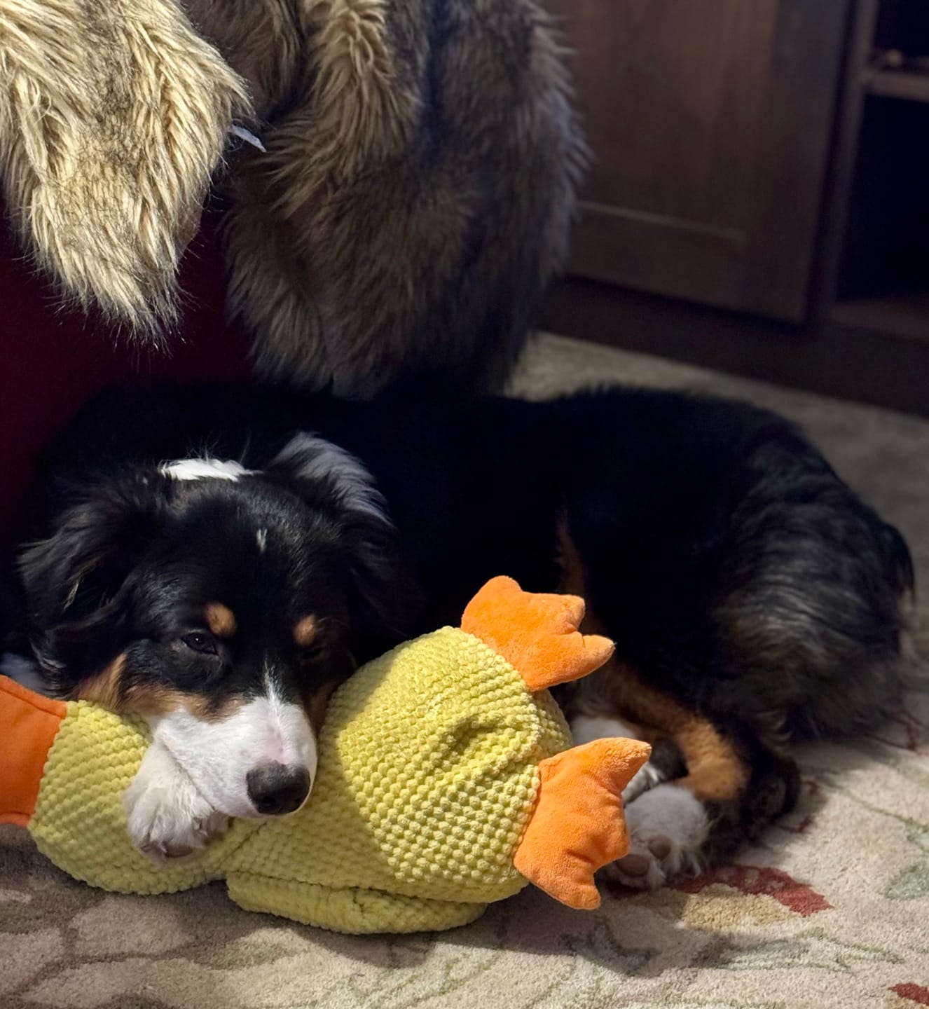 Customer photo review of Calming Duck