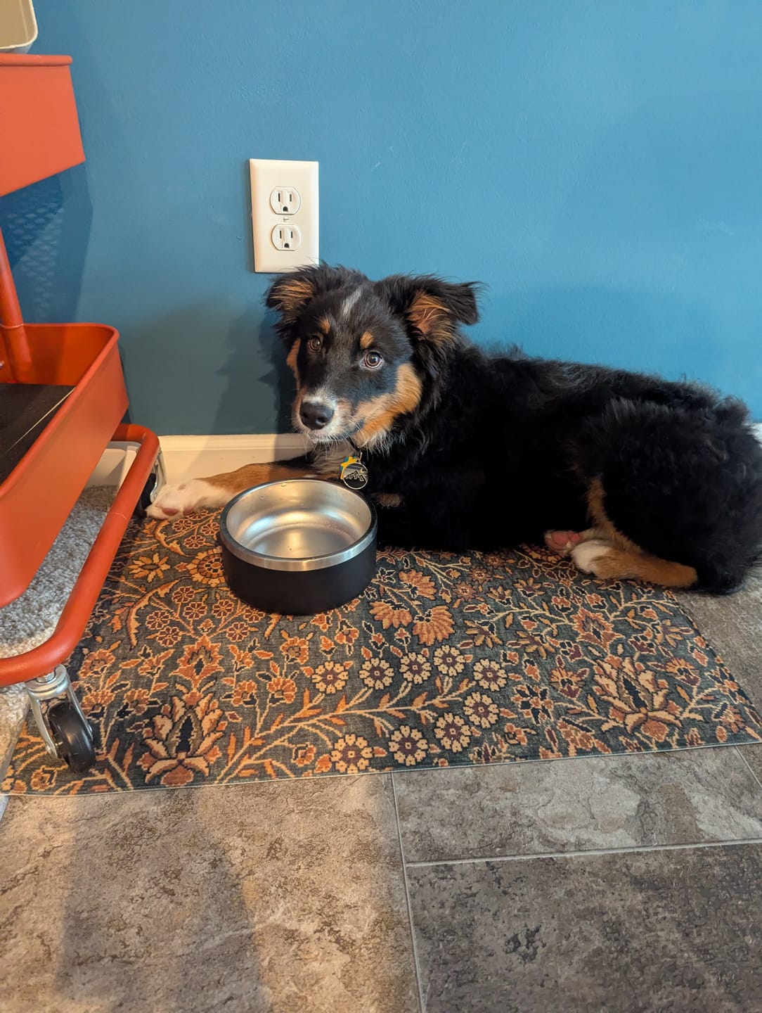 Customer photo review of Dog Bowl Mat, Nonslip, Machine Washable - Irene