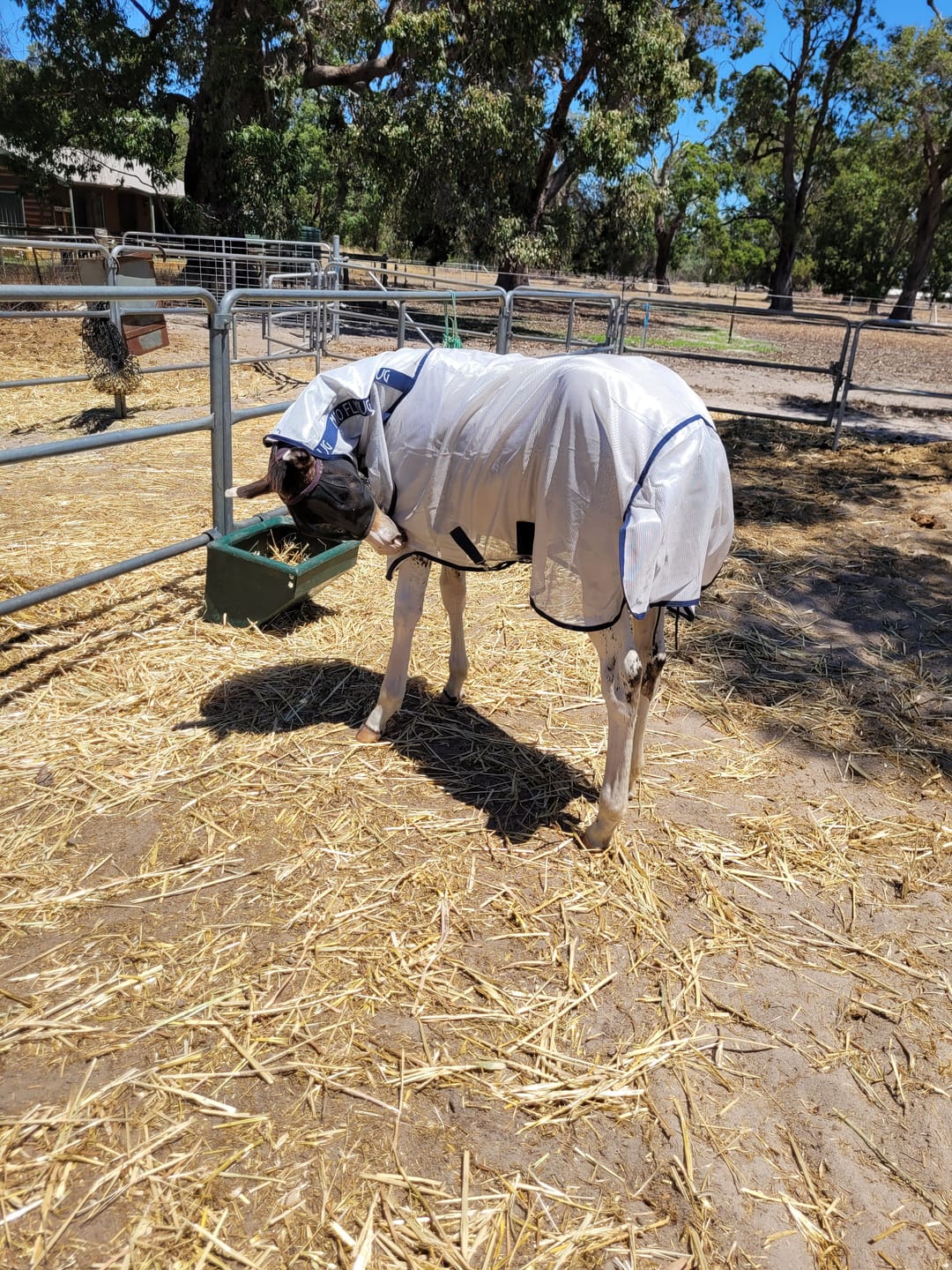 Customer photo review of Mio Fly Rug