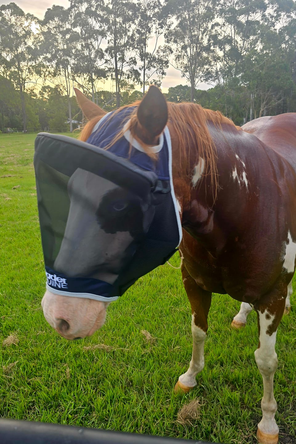 Customer photo review of LE Outback Flymask Original