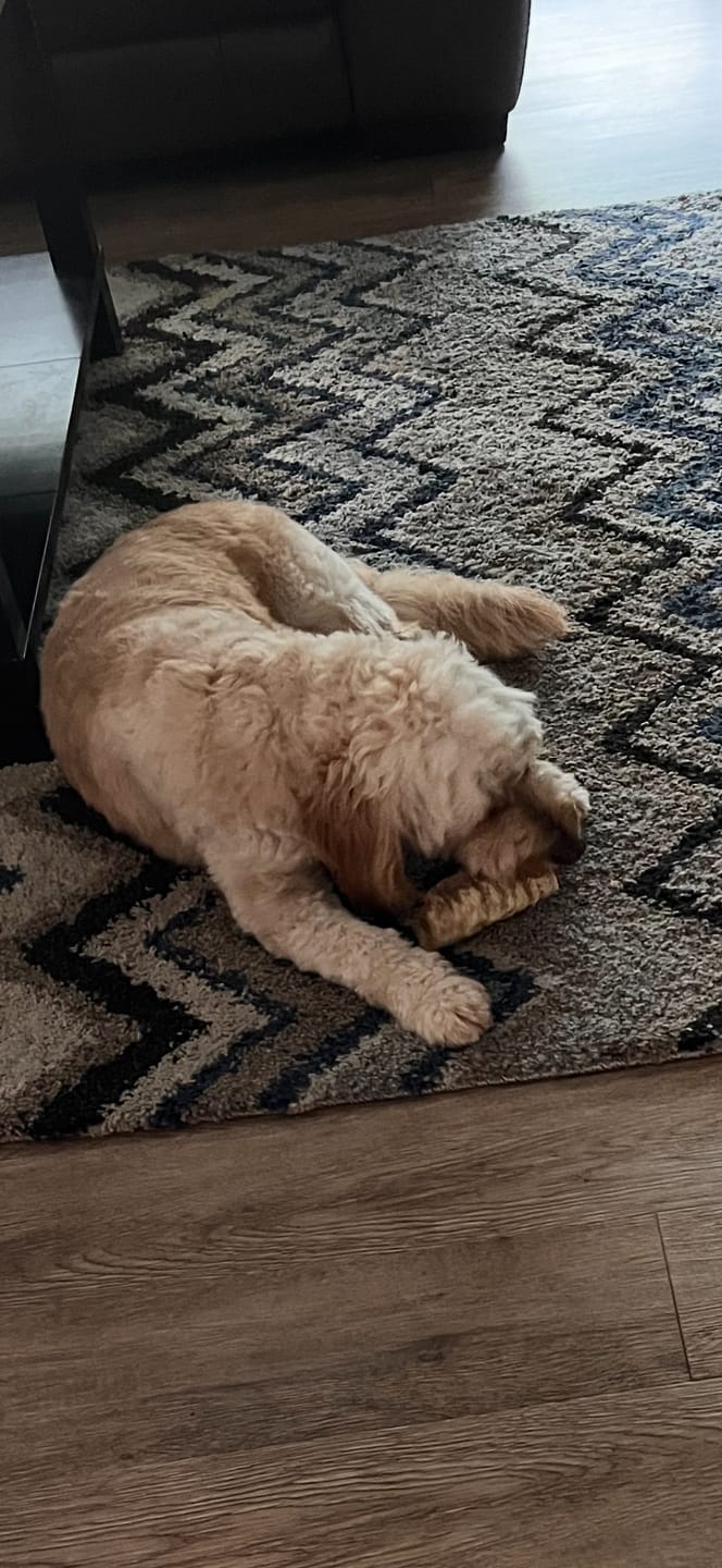 Customer photo review of 12 Inch Beef Trachea