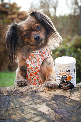 Customer photo review of Pumpkin Powder Supplement for Dogs (200g)