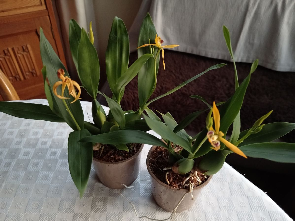 Customer photo review of Encyclia Jasper mit orange-gelben Blüten