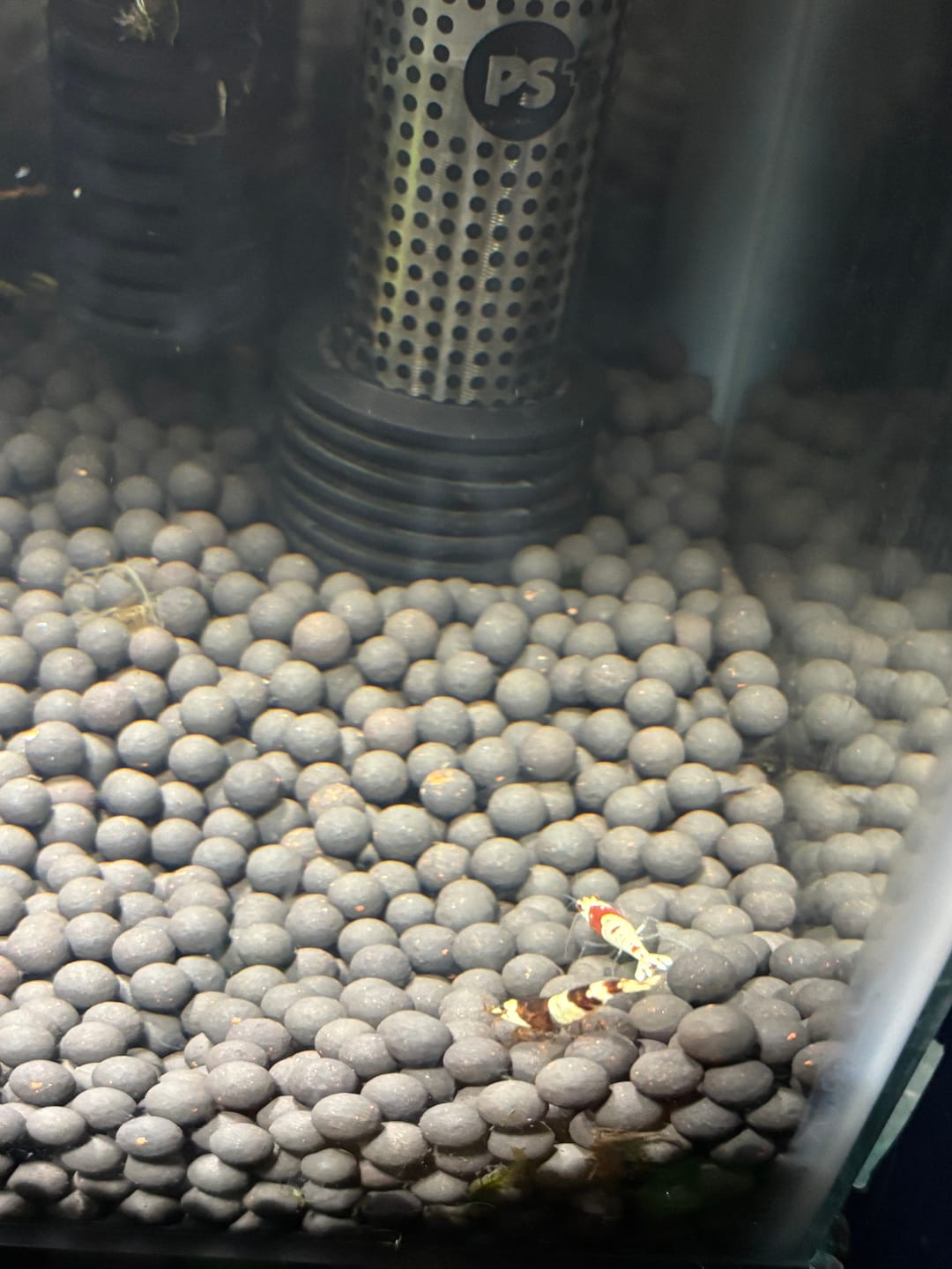 Customer photo review of Crystal Red Shrimp