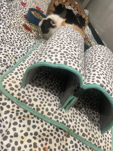 Customer photo review of Double Tunnel | Dreamy Dalmatian