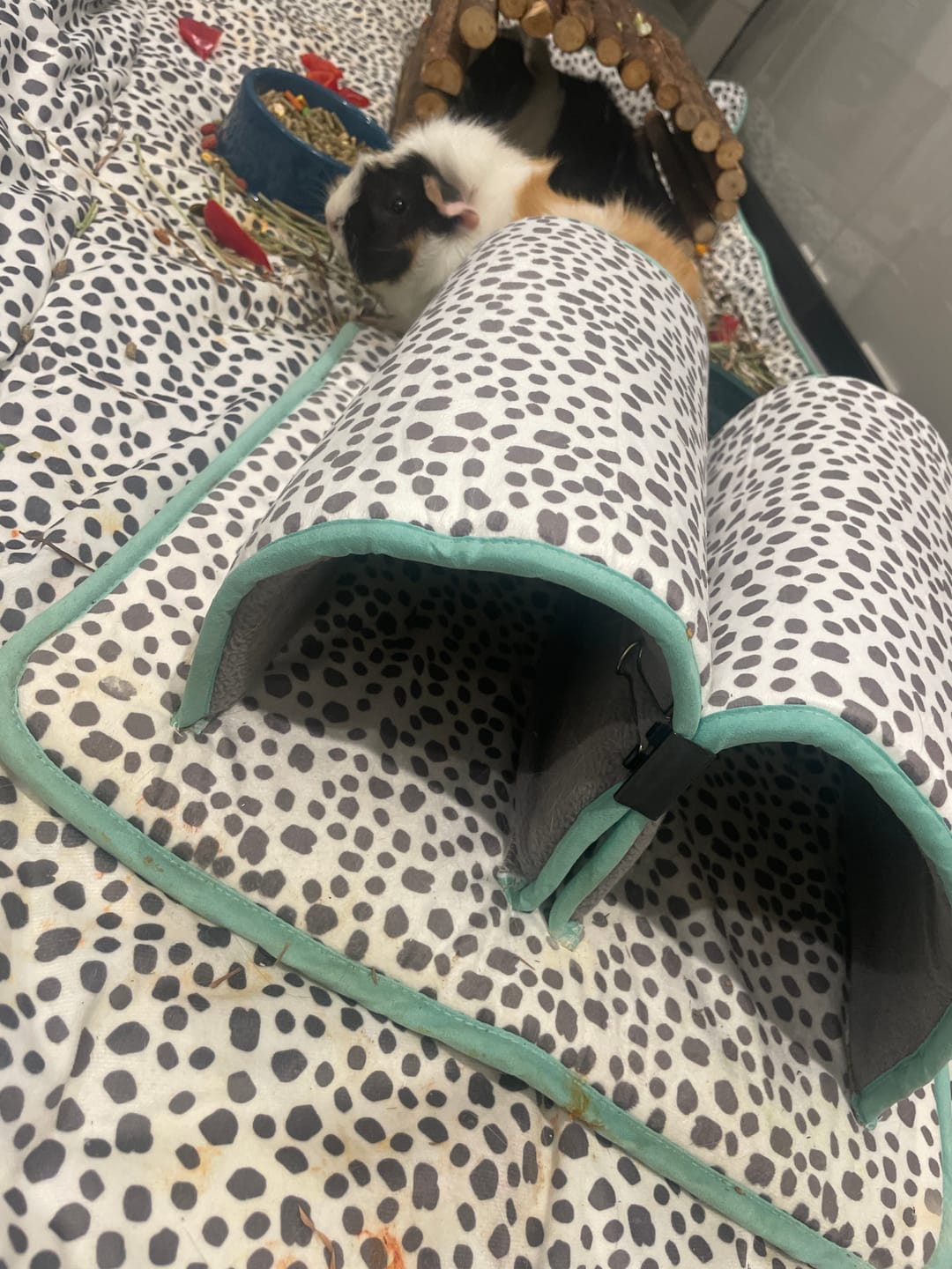 Customer photo review of Double Tunnel | Dreamy Dalmatian