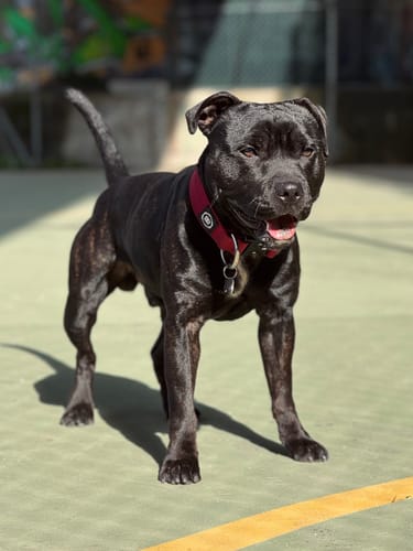 Customer photo review of 4cm Combat® Collar | Rated Clip - NO HANDLE - Burgundy