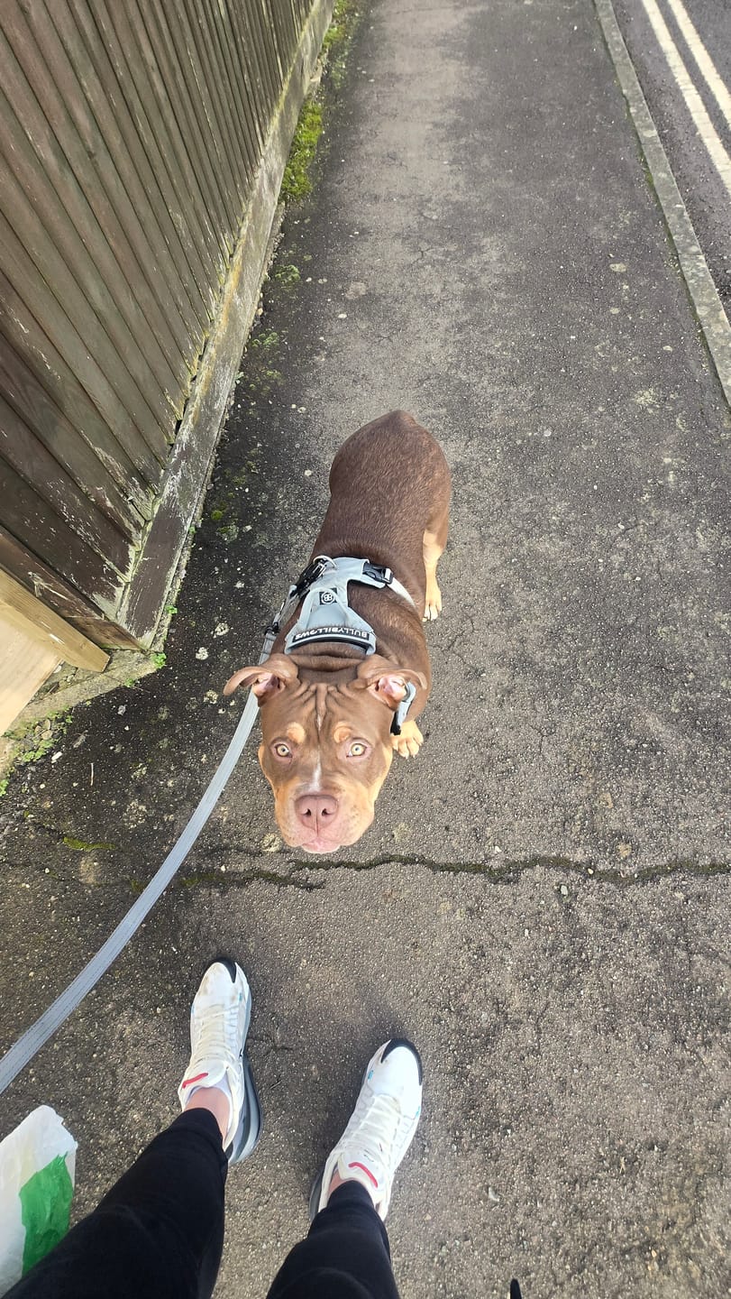 Customer photo review of 1.4m Swivel Combat Lead | Anti-Tangle & Secure Clip - Metal Grey