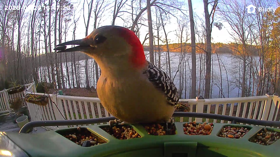 Customer photo review of Birdfy Feeder 2 Pro - Bird Feeder Camera