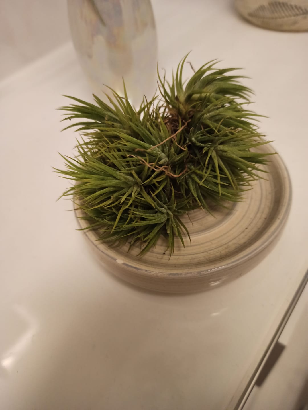 Customer photo review of Tillandsia ionantha 'mexico' - PULK