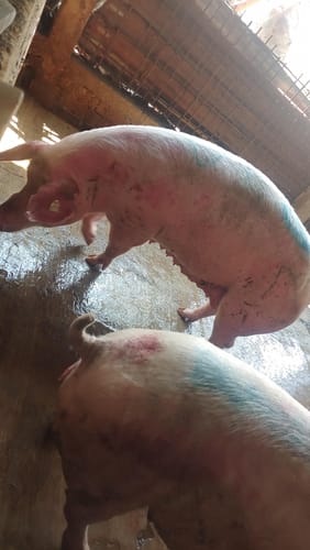 Customer photo review of Racmina Premix 2%®