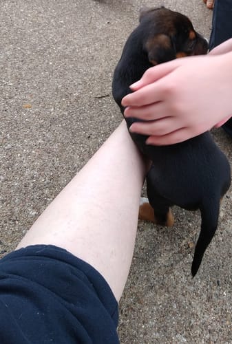 Customer photo review of Selbstbräunungsmousse | Medium