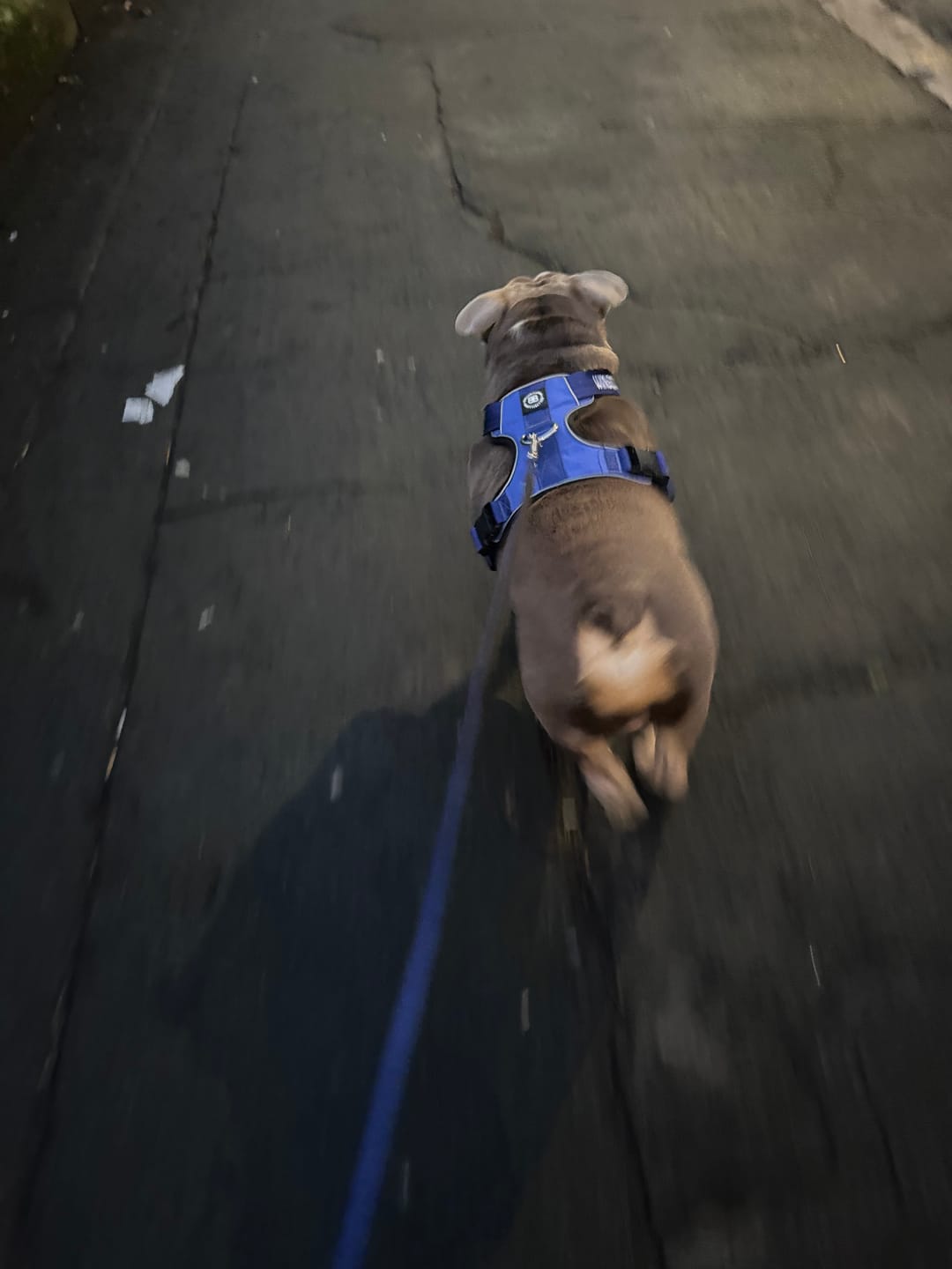 Customer photo review of Comfort Premium Harness | Non Restrictive - Blue
