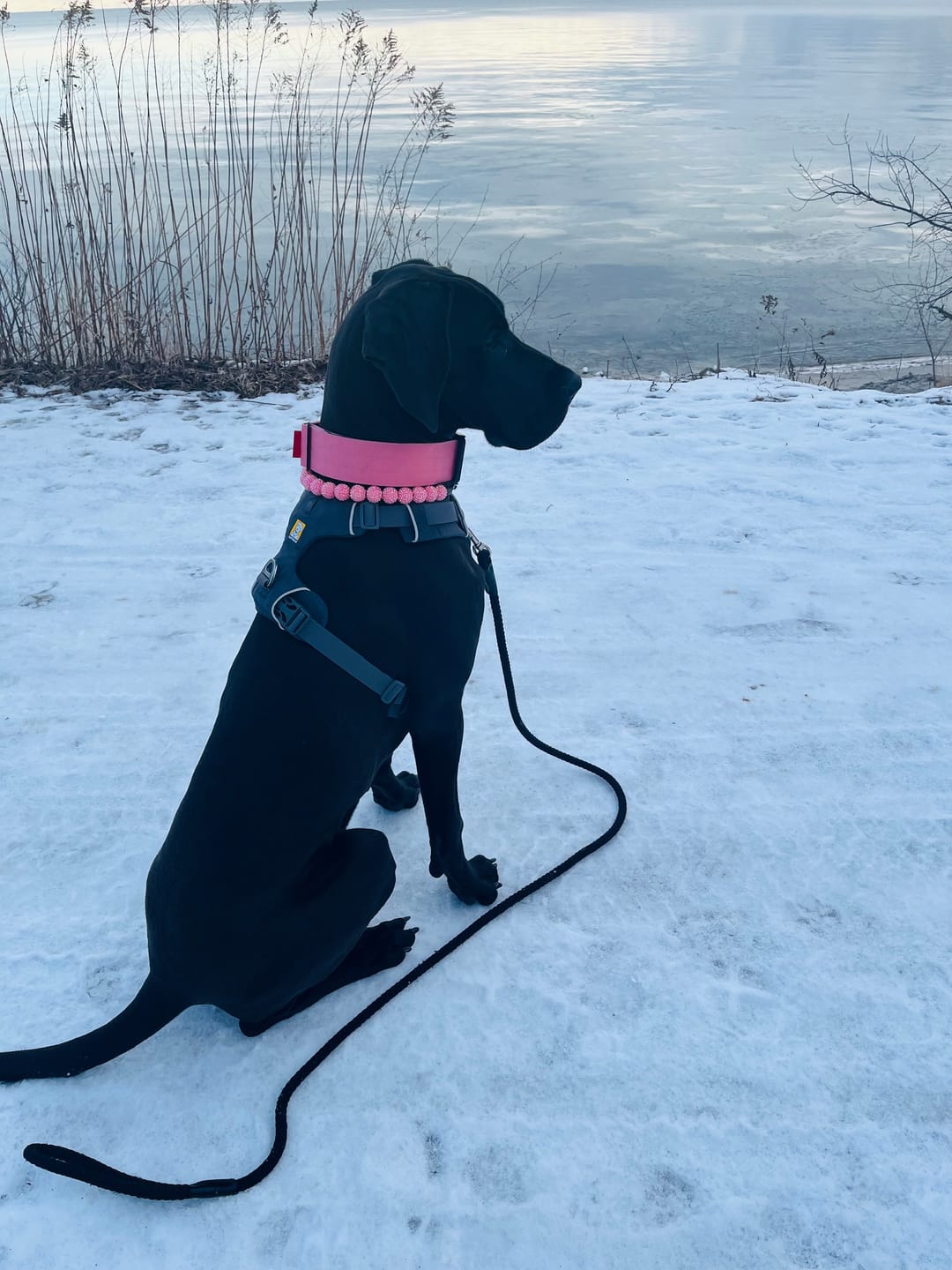 Customer photo review of 2" Tactik Dog Collar - Rose