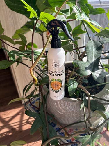 Customer photo review of Houseplant Pest Spray