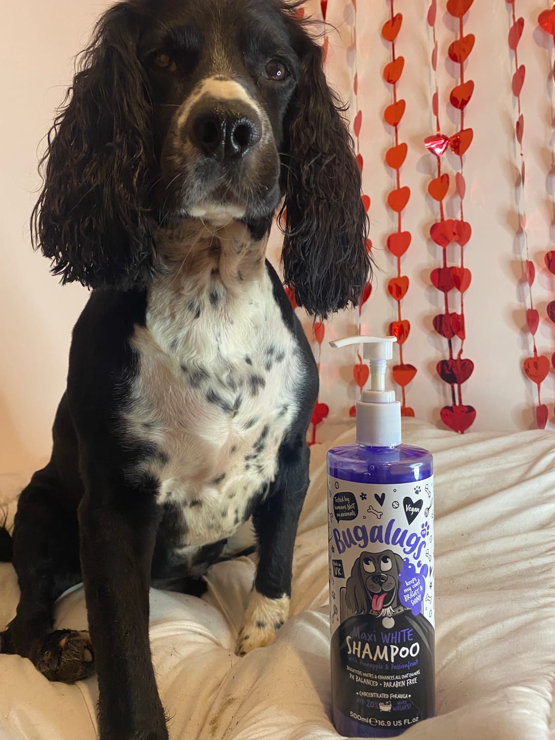 Customer photo review of Maxi White Whitening Dog Shampoo with Pineapple & Passionfruit