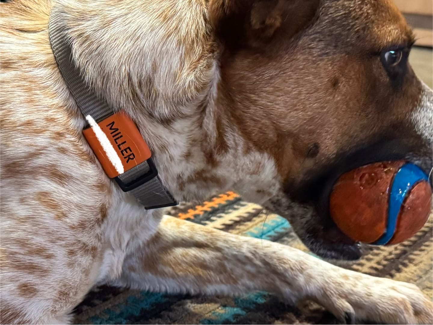 Customer photo review of Silent Slide-On ID Tag : 1"