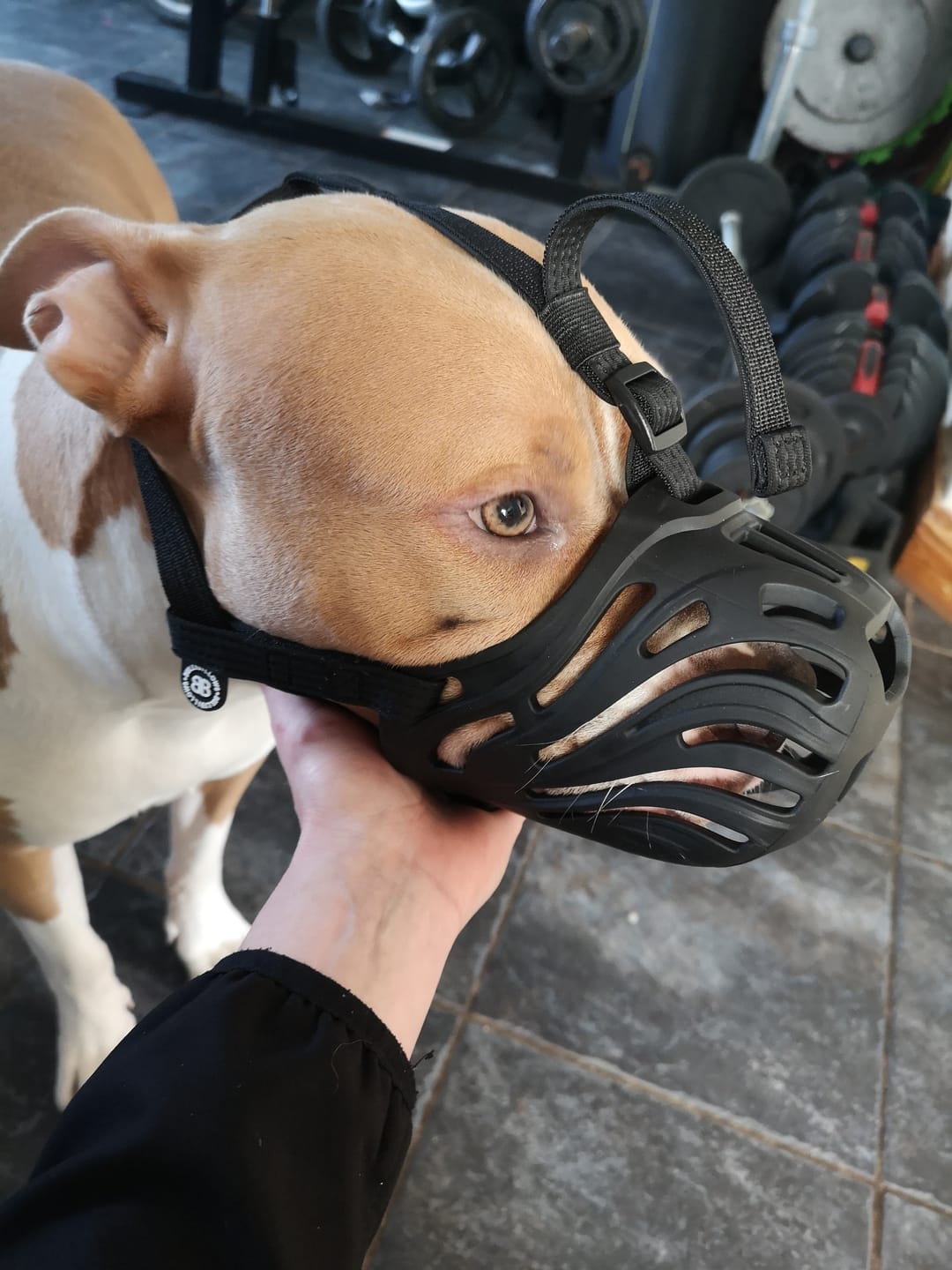 Customer photo review of Flexible Cage Muzzle - TPE Material - Legal Requirement | S-XL Breeds - Black