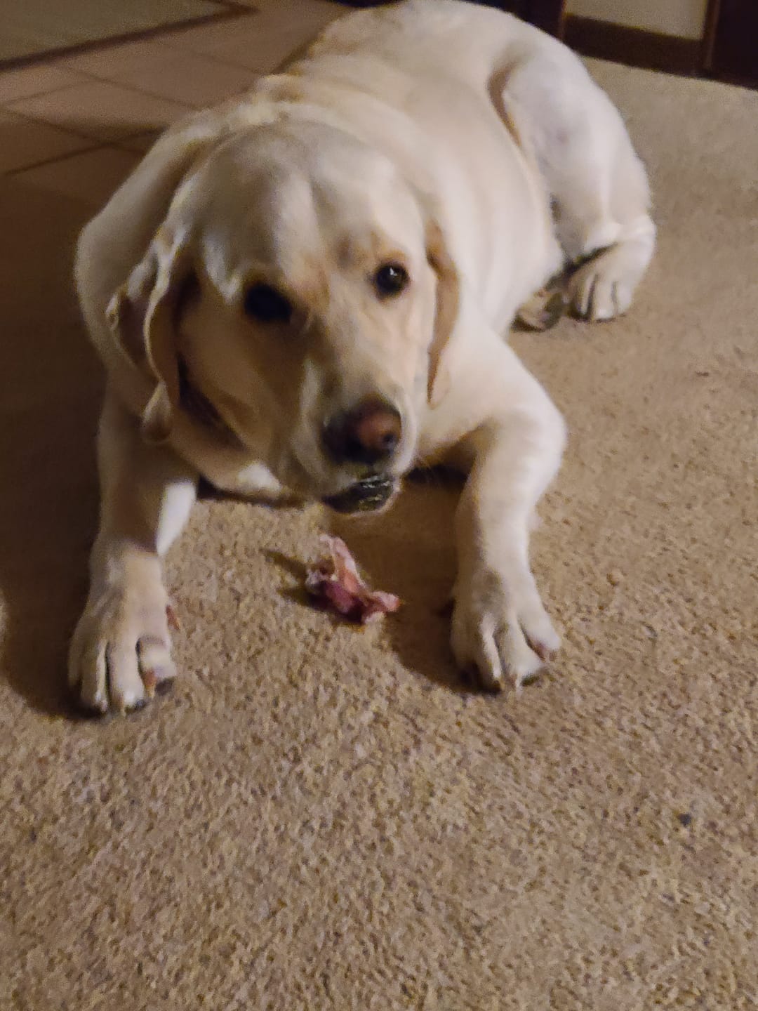 Customer photo review of 6 Inch Jumbo Braided Bully Stick