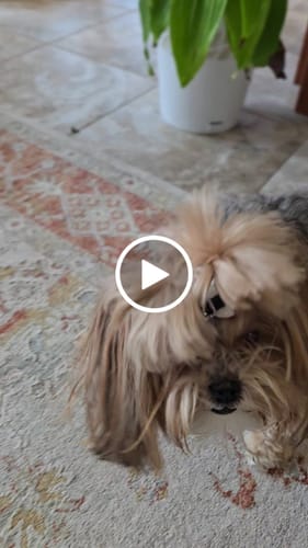 Customer video review of Mix Flavored Chews ( a Pack of 6 Sticks )