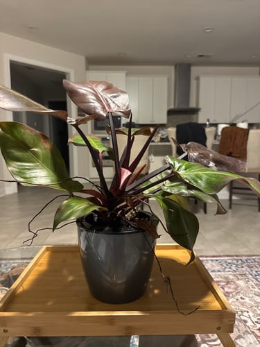 Customer photo review of Philodendron 'McColley's Finale'