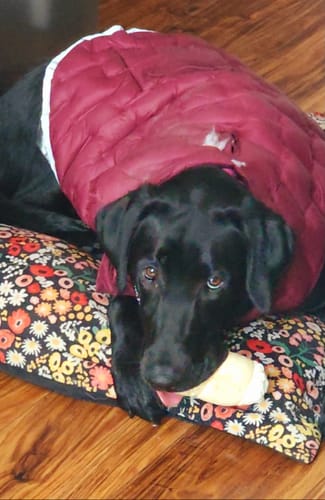 Customer photo review of PawProtect