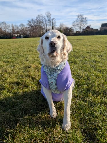 Customer photo review of Disney© Tough Trails™ Harness - 100 Aker Wood