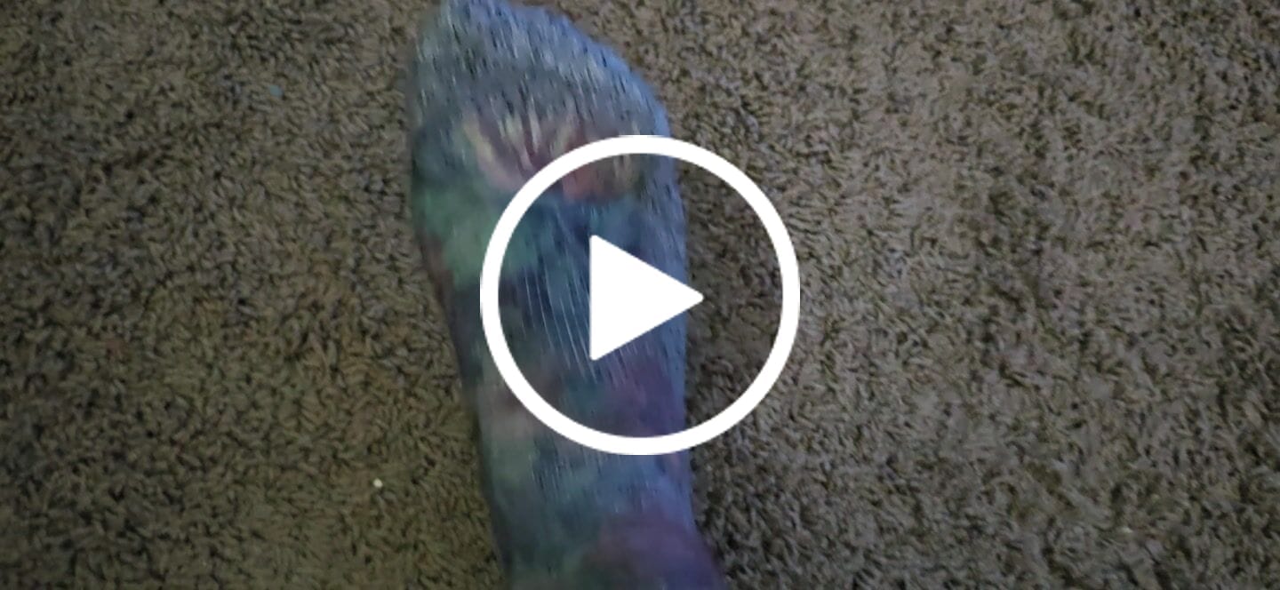 Customer video review of The Foyer Florals