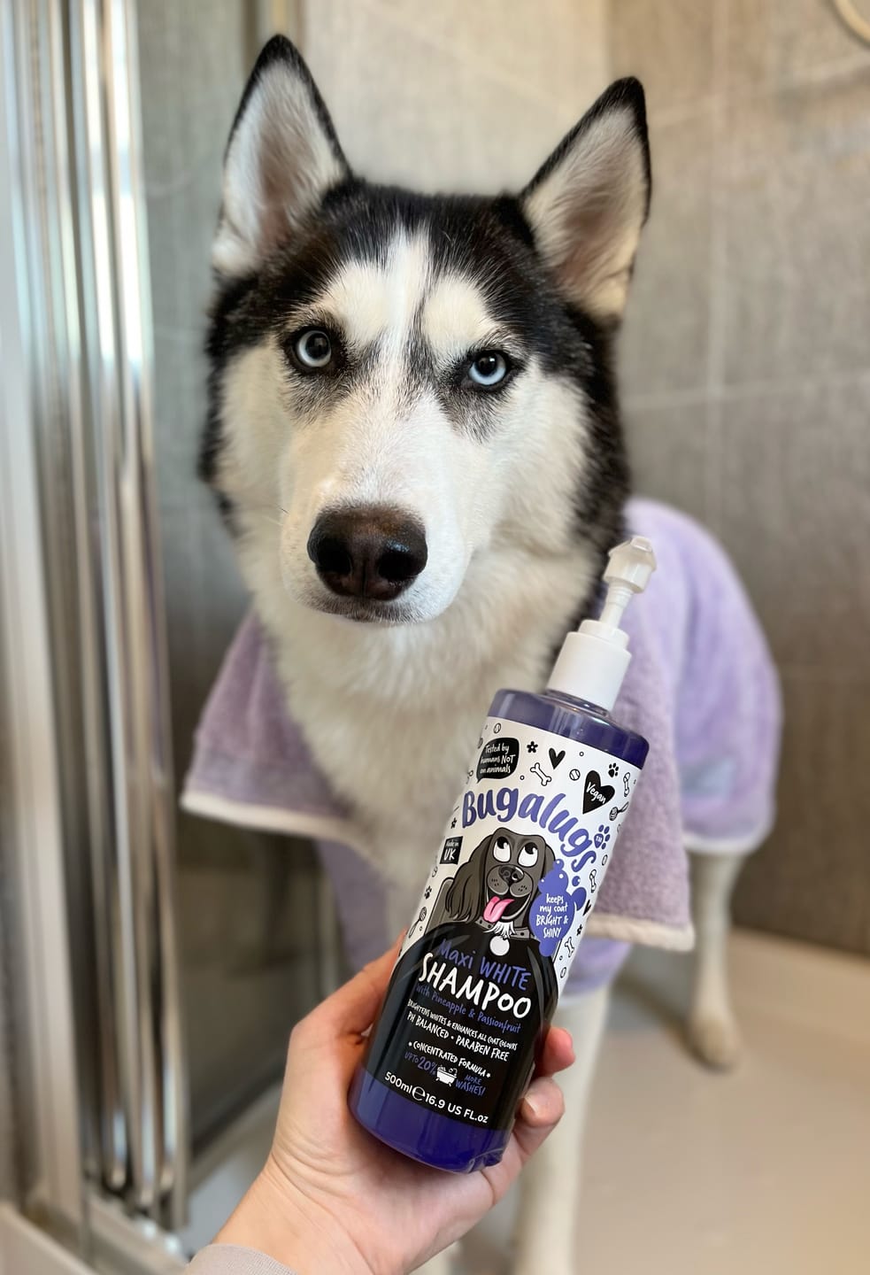 Customer photo review of Maxi White Whitening Dog Shampoo with Pineapple & Passionfruit