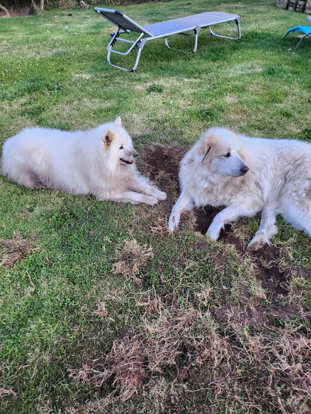 Customer photo review of Friandises Naturelles Articulations