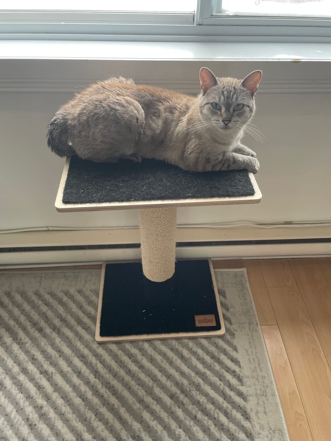 Customer photo review of Noba Modern Plywood Cat Tree - 1 Tier Black Edition