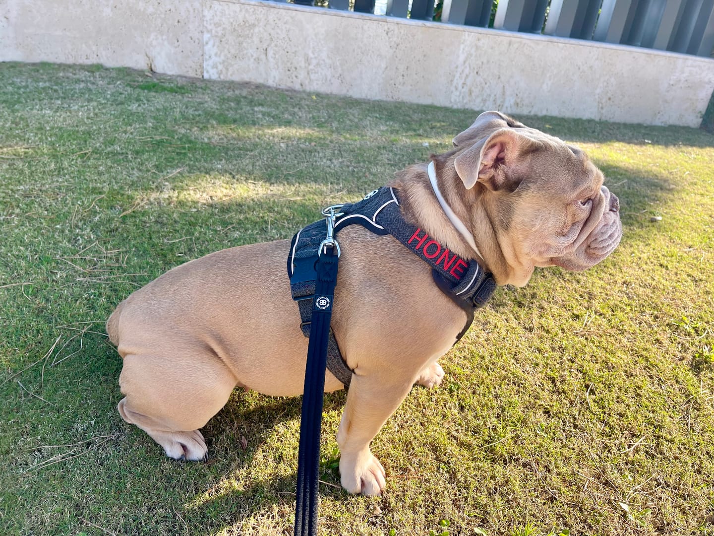 Customer photo review of Premium Comfort Herringbone Harness | Non Restrictive - Stone Grey