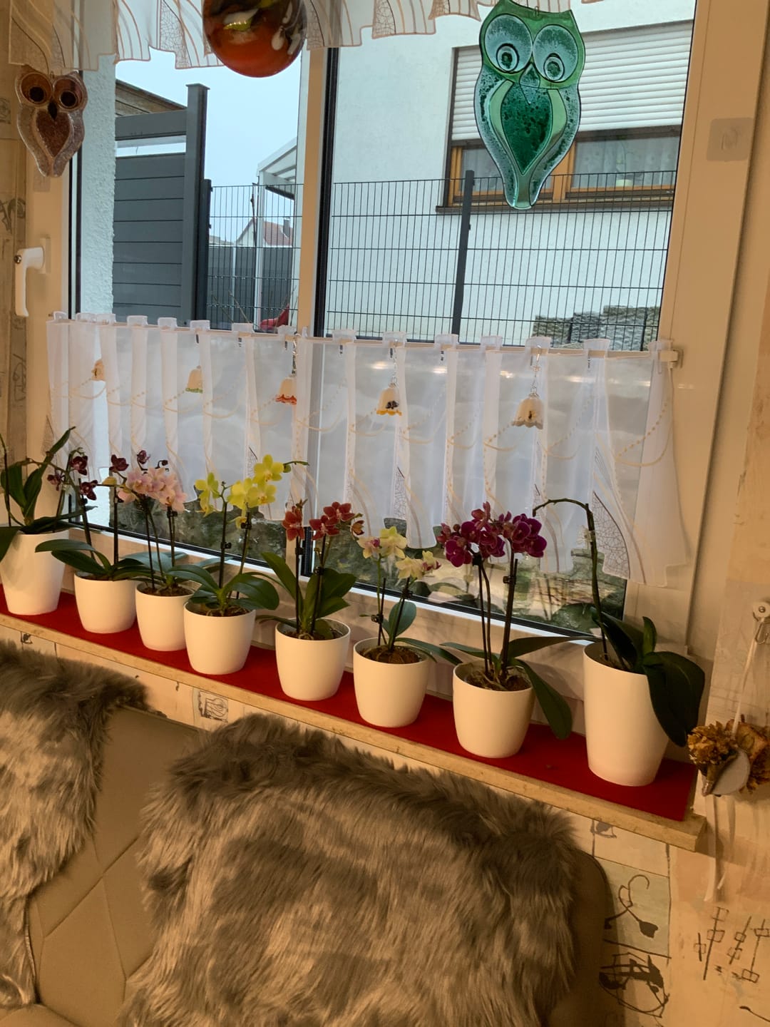 Customer photo review of Table Dance Farbmix im 3er Set mit 2 Rispen